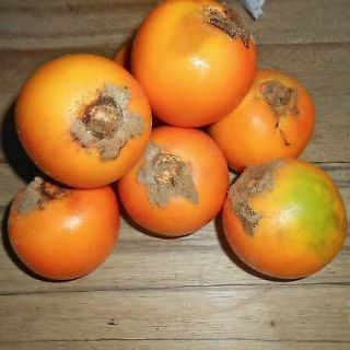 Rare Solanum Quitoense Naranjilla Lulo Seeds - Usa