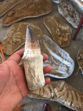 Rare Massive Mosasaur Dinosaur Tooth Fossil 100 Million Years Old Focil