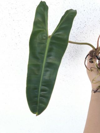 Philodendron Billietiae | RARE Aroid | Anthurium Monstera 2