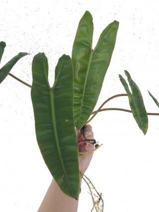 Philodendron Billietiae | RARE Aroid | Anthurium Monstera 3
