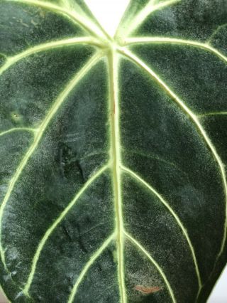 Gorgeous Anthurium Ragale Rare Velvet Aroid Rooted Established Plant
