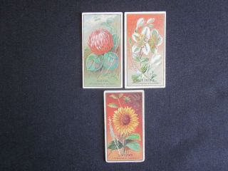 1891 N164 Flowers Goodwin Old Judge 19th Century Tobacco Cards (3) Rare