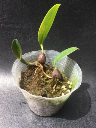 Bulbophyllum Sigaldiae Orchid Rare Species Blooming Size Plant 1