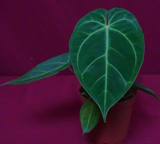 Anthurium Magnificum X Forgetii Rare Velvet Aroid Plant Anthurium