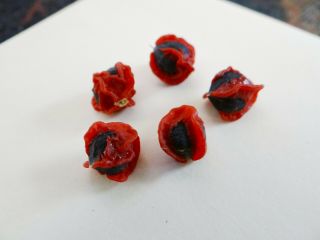 Rare Seed - Myrrh - Commiphora Neglecta
