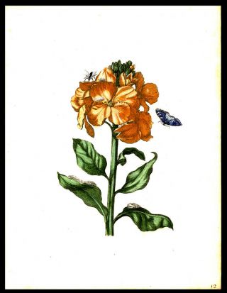 1713 Maria S Merian Engraving Hand - Coloring Orange Flower Moth & Fly 2