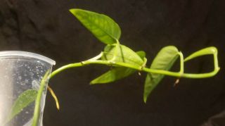 RARE - cebu blue,  Philodendron,  syngonium,  monstera,  aroid 2