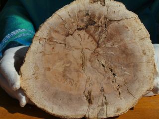 Very Large Rare Madagascar Cypress Petrified Wood Fossil Tree Rings And Bark