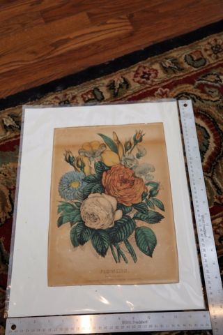 Flowers Hand Colored Currier And Ives Lithograph C2069