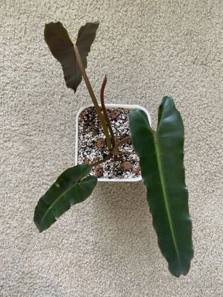 Philodendron Atabapoense X Billietiae Rare Aroid Plant