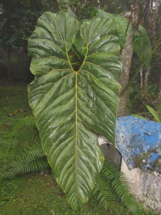 Anthurium Decipiens,  Impressive Species,  Enormous Leaf,  Rare Aroid Plant