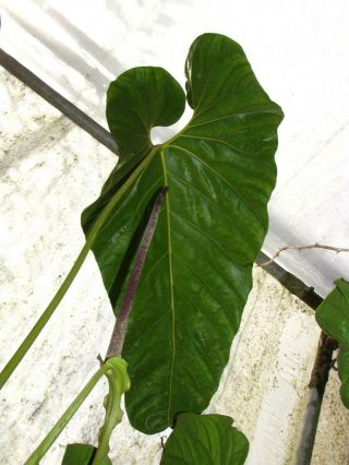 ANTHURIUM DECIPIENS,  Impressive Species,  ENORMOUS Leaf,  Rare Aroid Plant 3