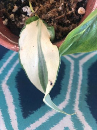 Rare Variegated Philodendron Hederaceum Rio Silver Stripe