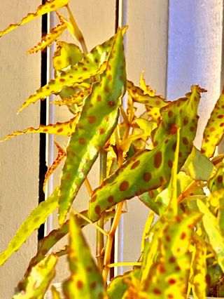 Begonia Amphioxus Rare Terrarium Plants