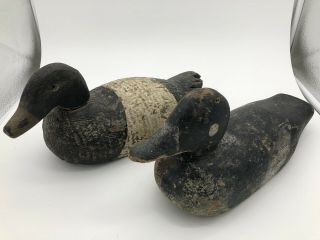 Antique - Vintage - Wood Duck Decoys Scaup Pair Metal Tack Eyes,  Blue Bill