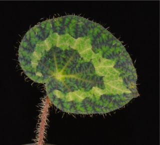 Begonia Sizemoreae - 20,  Seeds - Rare Begonia Species