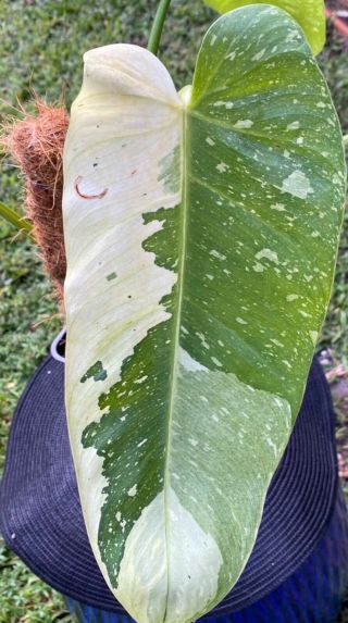 Philodendron Jose Buono Rare Variegated Imbe - Not Monstera