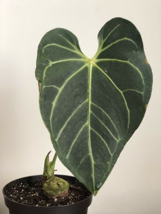 Gorgeous Anthurium Regale Rare Velvet Aroid With Huge Leaf And Good Veining