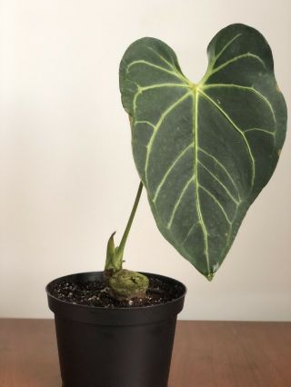 Gorgeous ANTHURIUM REGALE Rare Velvet Aroid with Huge leaf and good veining 2