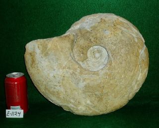 Monster Size,  Rare 14 - 3/4 " Texas Fossil Ammonite,  Dinosaur Age,  Cretaceous - E1124