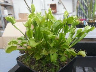 Dionaea Muscipula Stiletto - Carnivorous Plant Venus Flytrap Very Rare