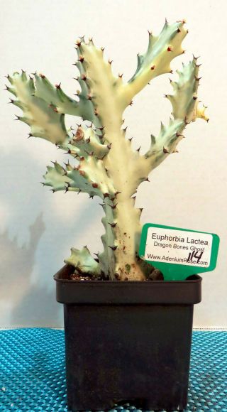 Euphorbia Lactea Variegata Dragon Tree Bone Cactus Succulent Live Rare 114
