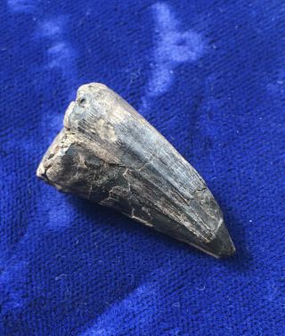 Rare Usa Mosasaur Fossil Cretaceous Marine Reptile Tooth Mississippi