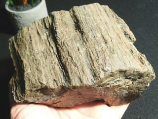 Perfect Bark On This 225 Million Year Old Petrified Wood Fossil Utah 1525gr