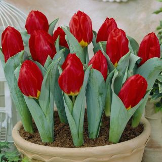 Dwarf Tulip Bulbs Perennial Resistant Fragrant Flower Rare Gift Miniatureplants