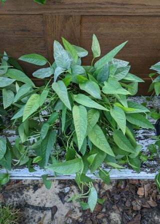 Epipremnum Pinnatum ‘cebu Blue’ Pothos 6 Inch Pot Rare Houseplant