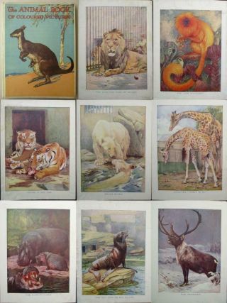 Rare 1934 Animal Book Of Coloured Pictures 16 Colour Plates Austen Swan Sargent