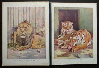 RARE 1934 ANIMAL BOOK OF COLOURED PICTURES 16 COLOUR PLATES Austen Swan Sargent 2