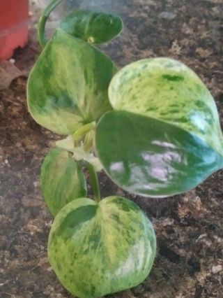 Very Rare Variegated Heartleaf Philodendron