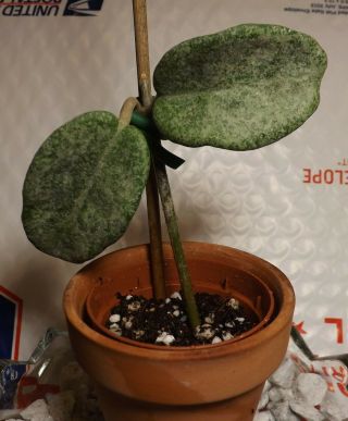 Rare Hoya Carnosa Grey Ghost Rooted Starter Plant 2 " Pot Leaf Lovers