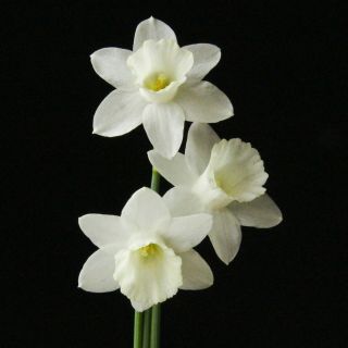 Narcissus Mica - Very Rare Miniature Exhibition Daffodil Last One