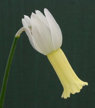 Narcissus Fantine Very Rare Miniature Exhibition Daffodil Last One