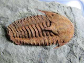 And Very Rare Trilobite.  Kingaspidoides Amousleken Cambrian.  Morocco.  Nº5