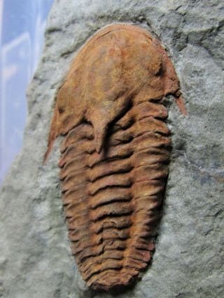 AND VERY RARE TRILOBITE.  Kingaspidoides amousleken CAMBRIAN.  MOROCCO.  nº5 2