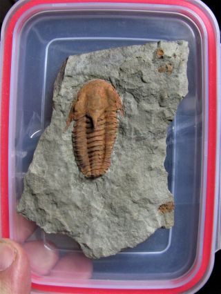 AND VERY RARE TRILOBITE.  Kingaspidoides amousleken CAMBRIAN.  MOROCCO.  nº5 3
