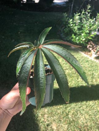 Begonia luxurians RARE PALM - LEAF BEGONIA house plant 3