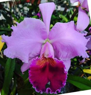 Rare Cattleya Orchids - Lc Consul 