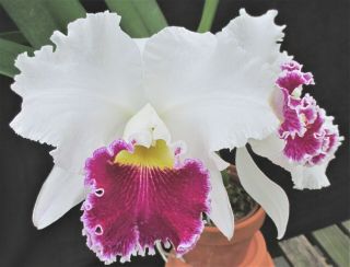 Rare Cattleya Orchids - Lc Mildred Rives 