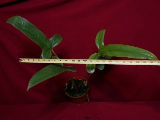 Anthurium Furcatum LARGE Rare Aroid Plant Terrarium Philodendron Monstera 2