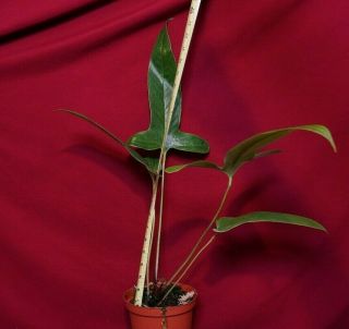 Anthurium Furcatum LARGE Rare Aroid Plant Terrarium Philodendron Monstera 3