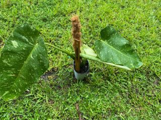 Philodendron Jose Buono Rare Variegated Imbe - Not Monstera 2
