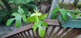 Xl Philodendron Florida Ghost Fully Established Rare Aroid Multi - Leaf