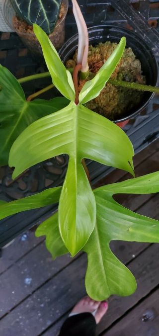 XL Philodendron Florida Ghost Fully Established Rare Aroid Multi - Leaf 3