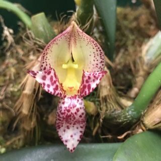 Bulbophyllum Macranthum Var Semi Alba Rare Species Blooming Size Orchid 125