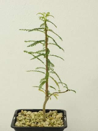 Boswellia Socotrana Green Form - Socotra - Seedling - Caudex - Rare - Succulent