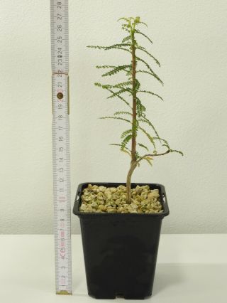 Boswellia socotrana Green Form - Socotra - Seedling - Caudex - Rare - Succulent 2